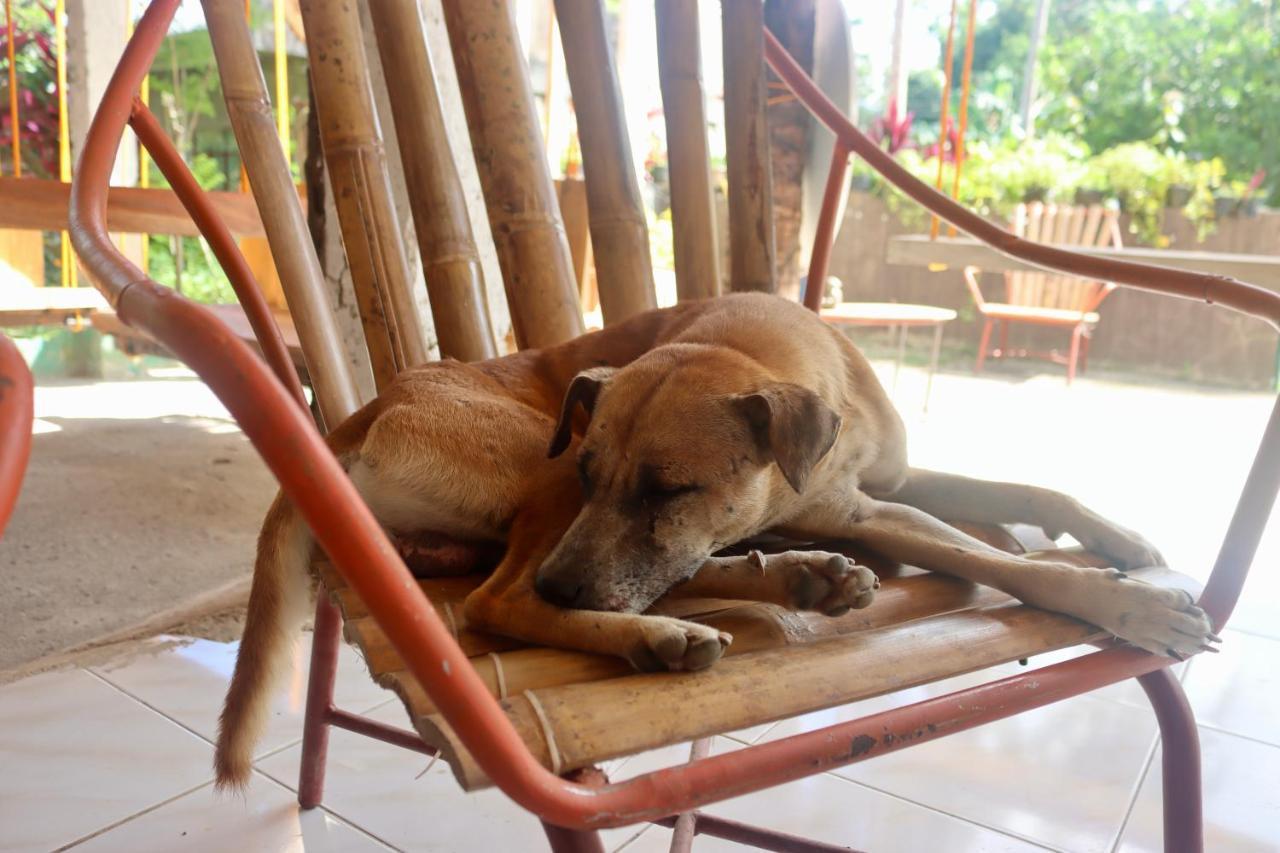 Bohol Hammock Hostel Batuan Extérieur photo